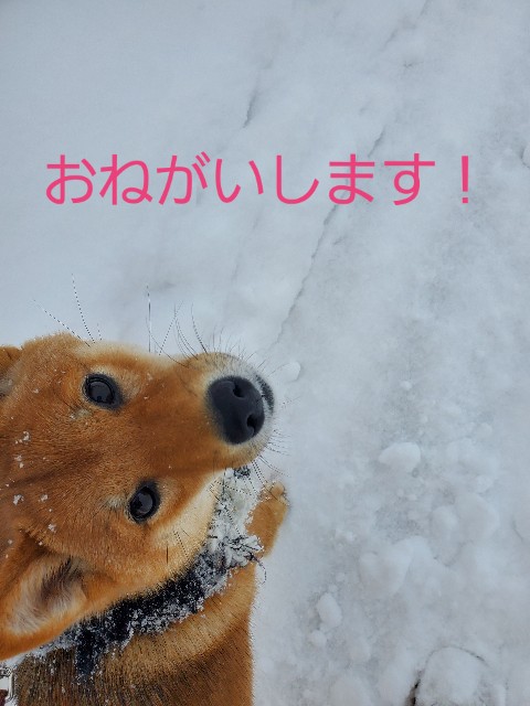 f:id:chibichama:20200307214040j:image f:id:chibichama:20200307214040j:image