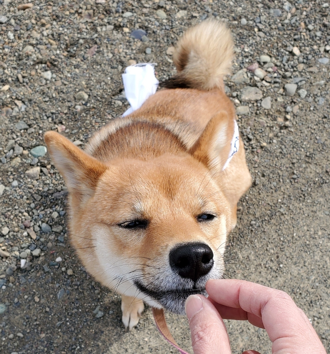 f:id:chibichama:20200403065518j:plain