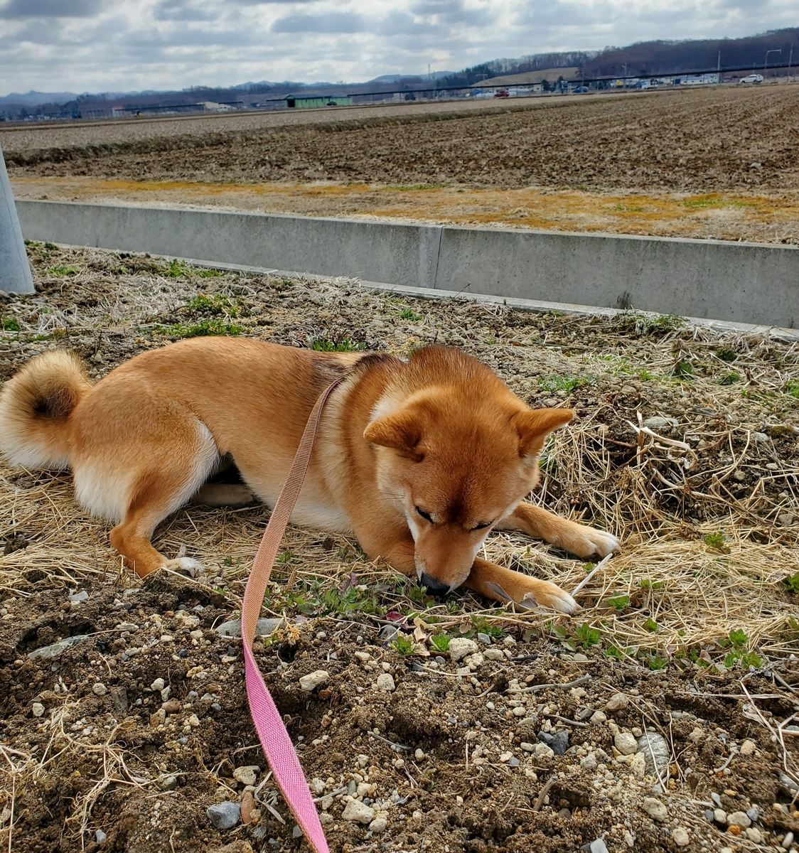 f:id:chibichama:20200411124256j:plain