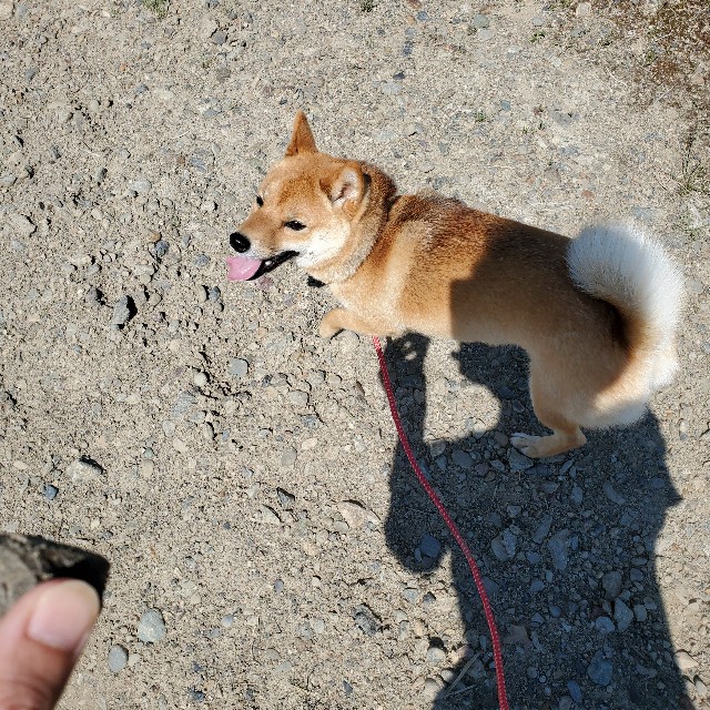 新しい技 笑 歩かない柴犬散歩に困ったら ちびちゃまの毎日が夏休み 新しい技 笑 歩かない柴犬散歩に困ったら ちびちゃまの毎日が夏休み