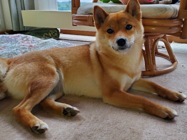 そっけない柴犬 ベタベタしたい飼い主と距離を置きたい柴犬ちゃま ちびちゃまの毎日が夏休み