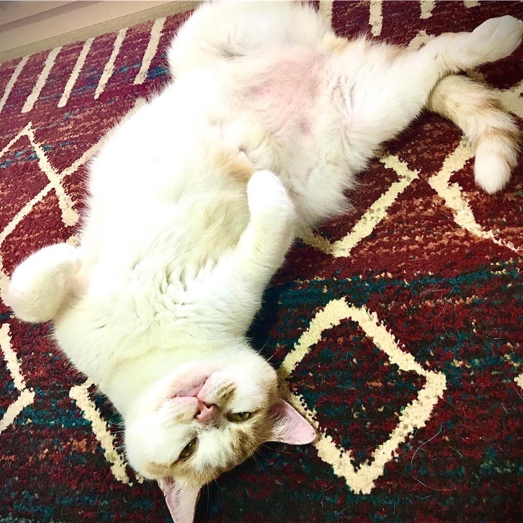 f:id:chibichibidebu:20200717223103j:image