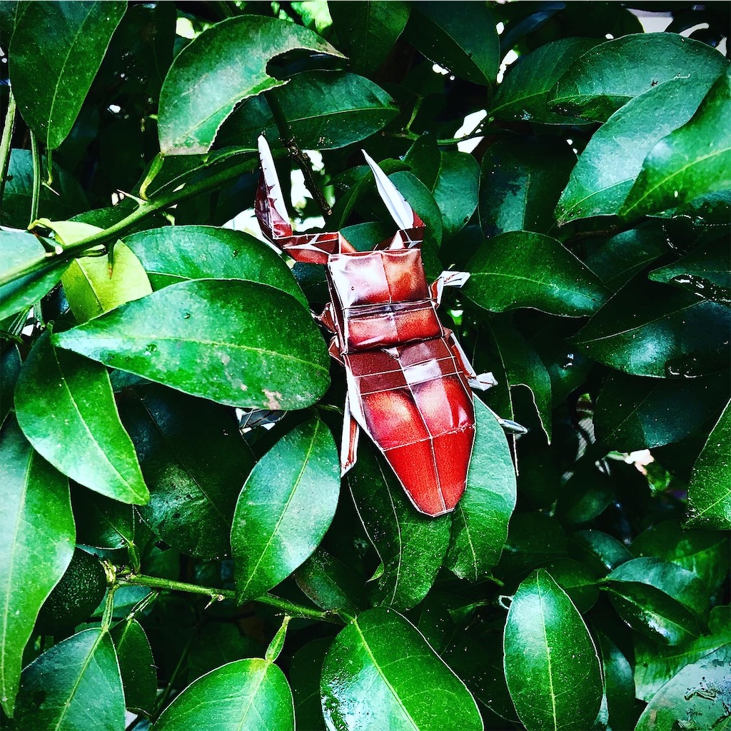 f:id:chibichibidebu:20200723185901j:image