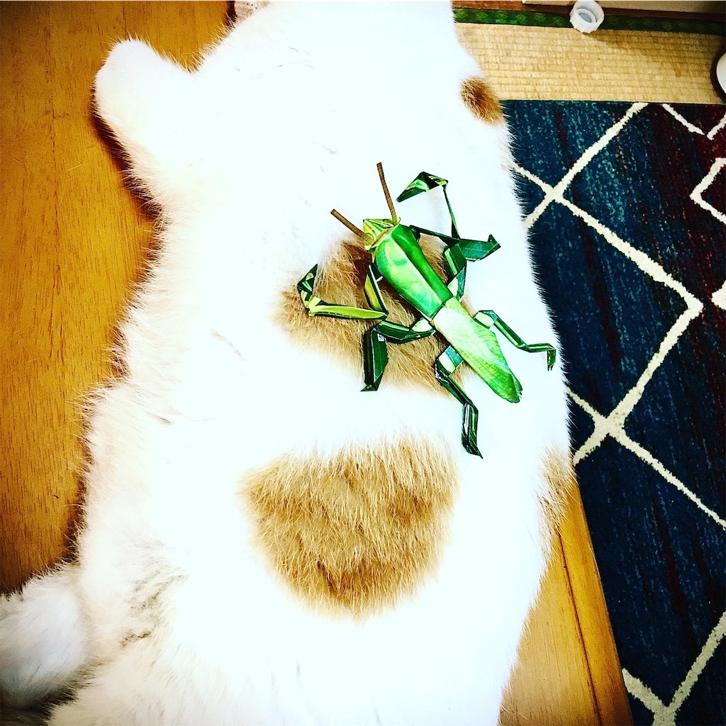 f:id:chibichibidebu:20200728170041j:image