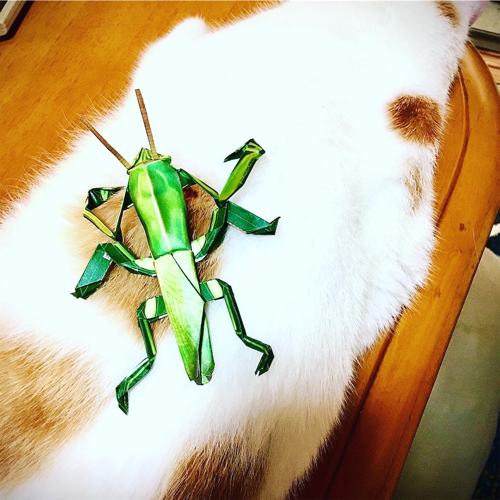 f:id:chibichibidebu:20200728170107j:image