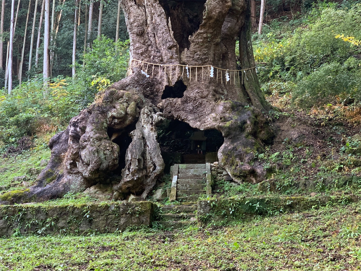 f:id:chibichika48:20191126203842j:image