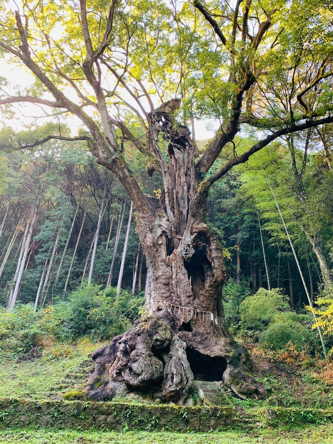 f:id:chibichika48:20191126203852j:image