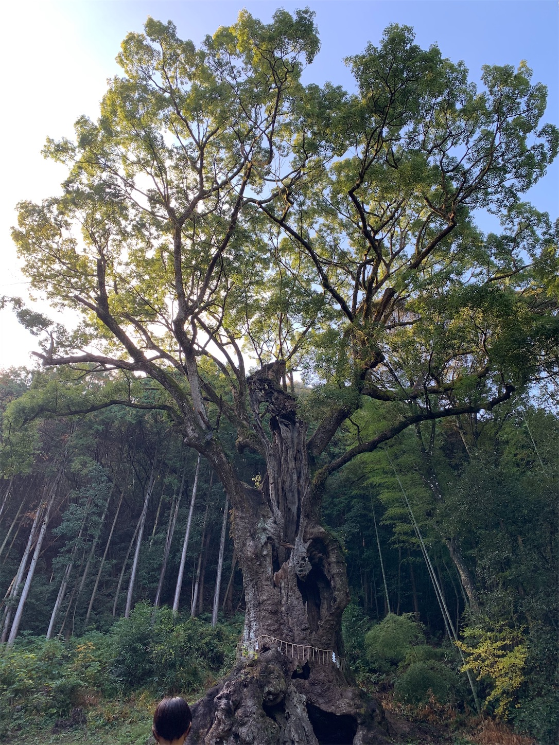 f:id:chibichika48:20191126203914j:image