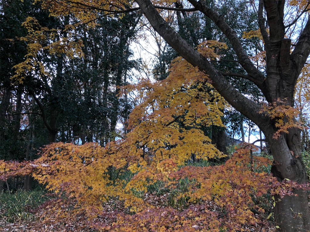 f:id:chibikkogyangu:20191212162329j:image f:id:chibikkogyangu:20191212162329j:image
