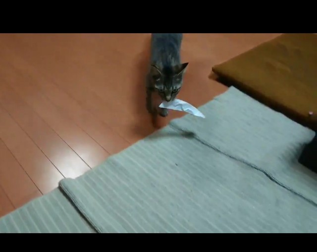 f:id:chibineko-j:20180528133205j:plain f:id:chibineko-j:20180528133205j:plain