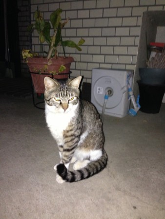 f:id:chibineko:20130324233054j:image