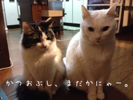 f:id:chibineko:20140103205032j:image