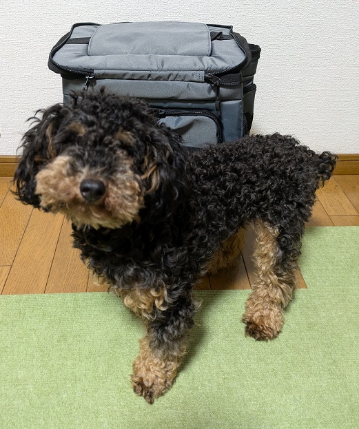 PET-001　OGK　サイズ感