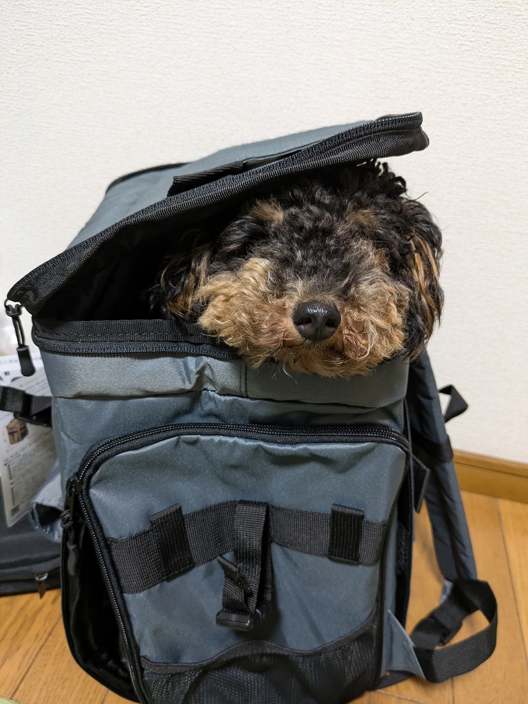 PET-001　OGKトイプードル