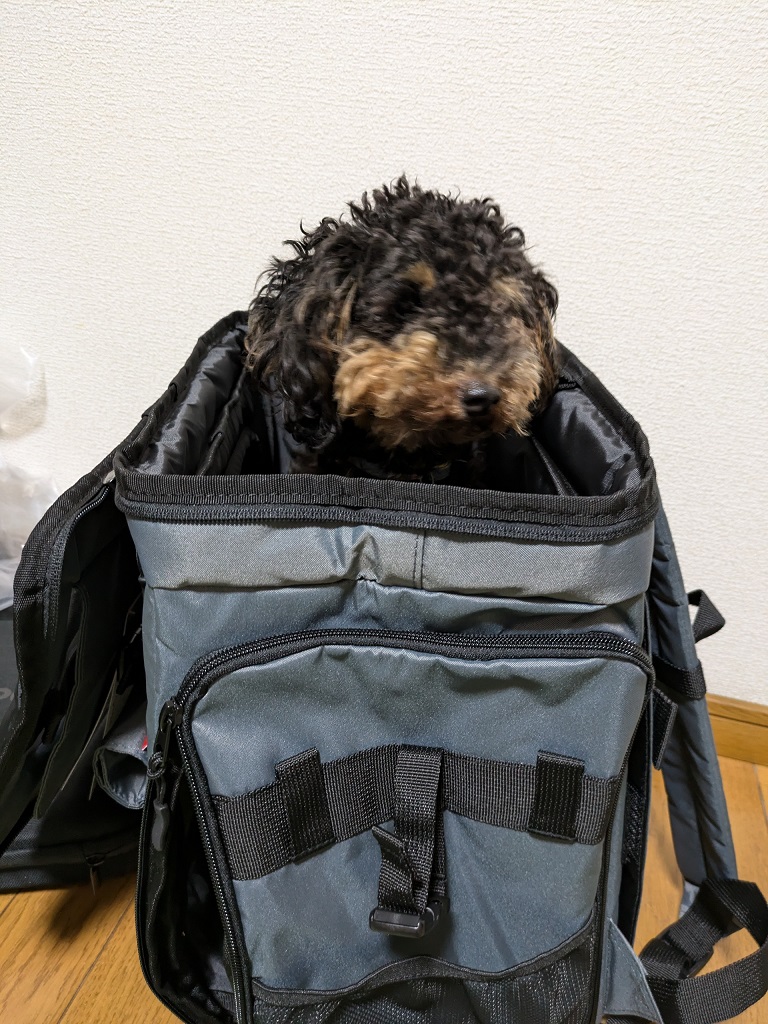 PET-001　OGK　トイプードル