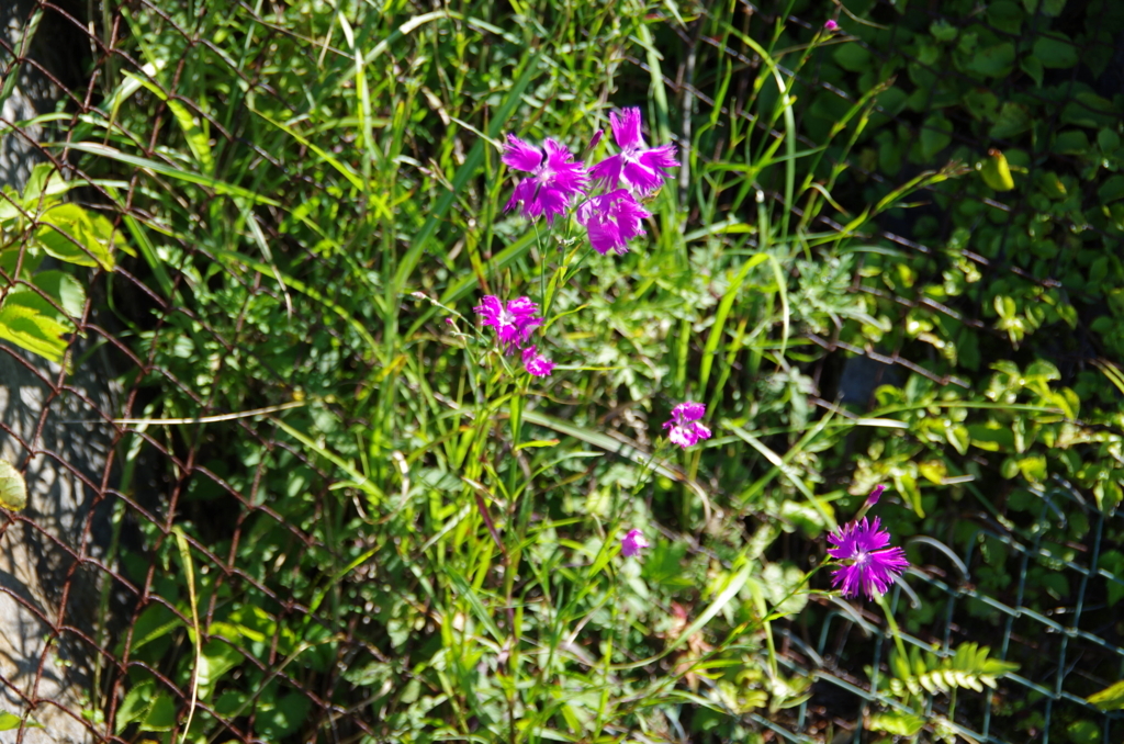 四国カルストで宿泊できる、天狗高原・天狗荘に行ってきた！ - かとう 
