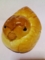 板橋近辺で出会ったアヒルパン。（カルガモか？）