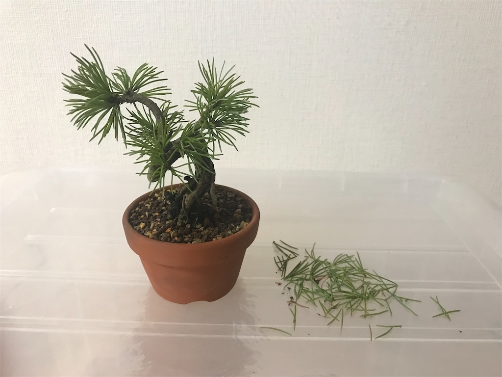 f:id:chicchi0716:20201206230652j:image f:id:chicchi0716:20201206230652j:image