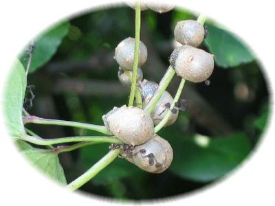 f:id:chichi7:20081010165941j:image f:id:chichi7:20081010165941j:image