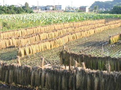 f:id:chichi7:20081011162122j:image