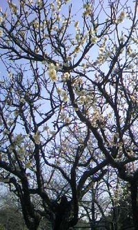 f:id:chichi7:20090207101528j:image f:id:chichi7:20090207101528j:image