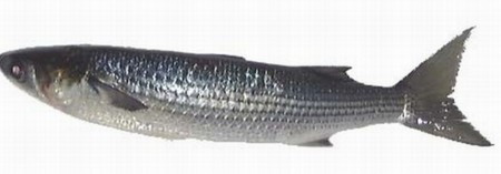 f:id:chichi7:20101204174128j:image