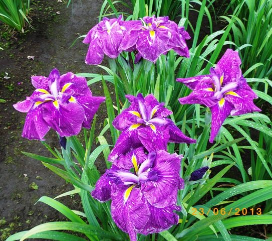 f:id:chichi7:20130624121133j:image:w360:left