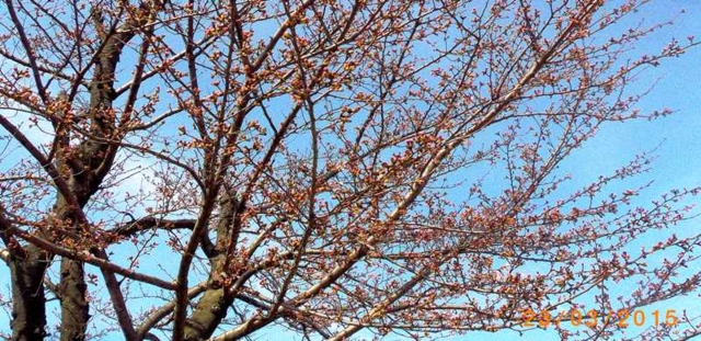 f:id:chichi7:20150323174532j:image