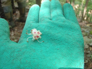 トチノキの花