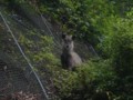 いけずなカモシカ