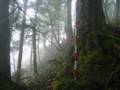 霧の風景