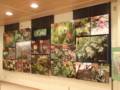 ワサビ沢展示室企画展示「秩父演習林の春夏の花」