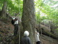 シオジ林での植生調査