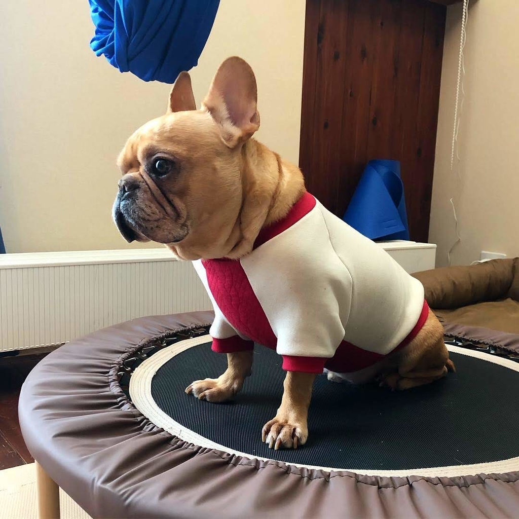 f:id:chichihatsuchi:20190129093122j:plain