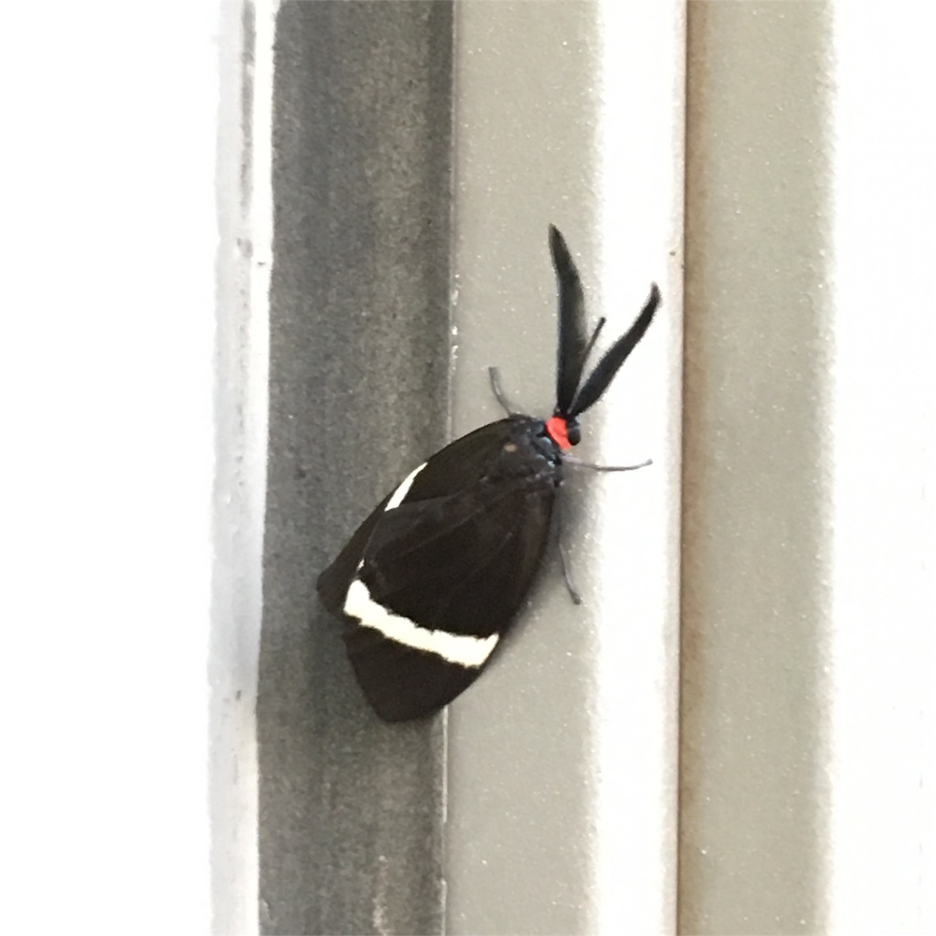ホタルガ 大量 発生