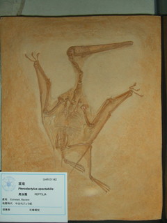 f:id:chickadee:20051112145827j:image f:id:chickadee:20051112145827j:image