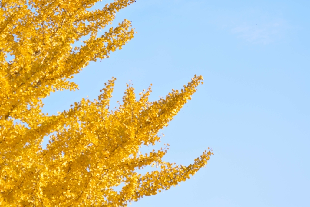 f:id:chicken0215:20181115044531j:plain