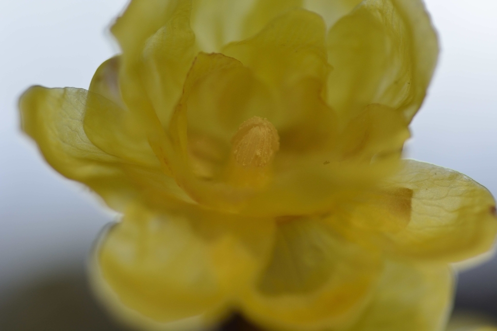 f:id:chicken0215:20190112050801j:plain f:id:chicken0215:20190112050801j:plain