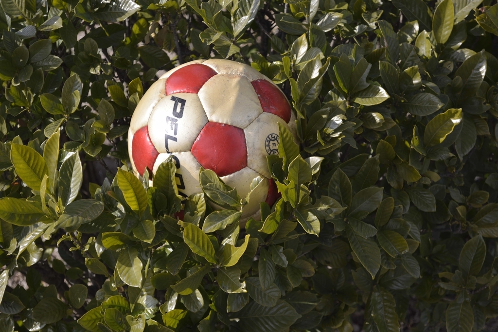 f:id:chicken0215:20190124094921j:plain f:id:chicken0215:20190124094921j:plain