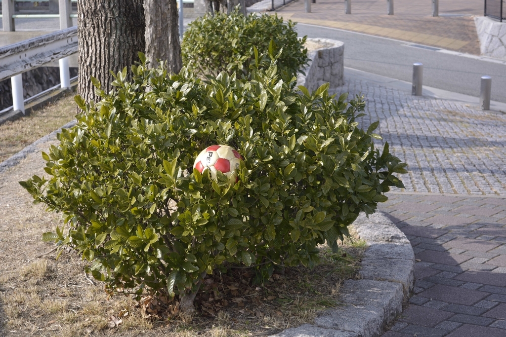 f:id:chicken0215:20190124095208j:plain f:id:chicken0215:20190124095208j:plain