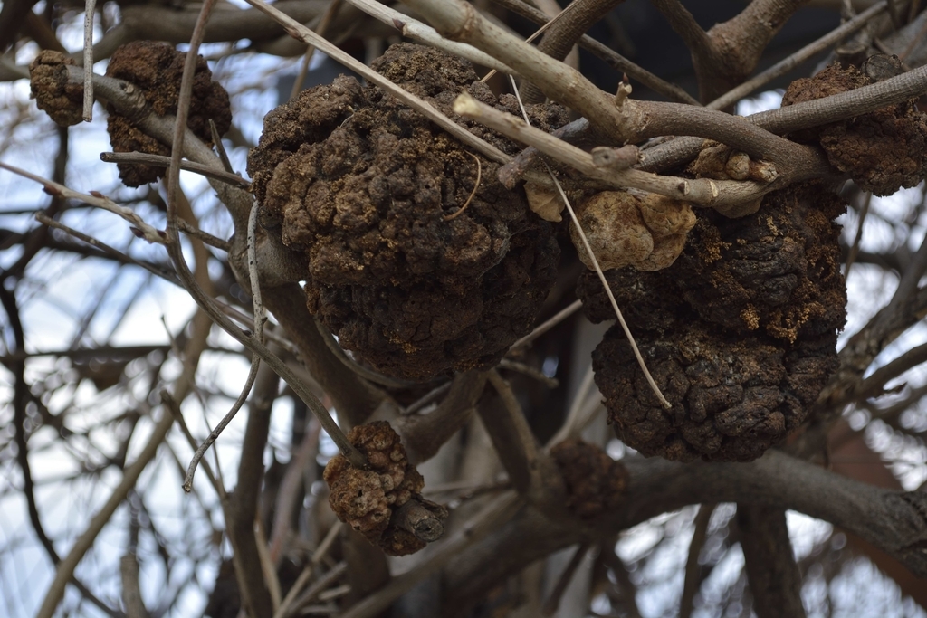 f:id:chicken0215:20190124100149j:plain f:id:chicken0215:20190124100149j:plain