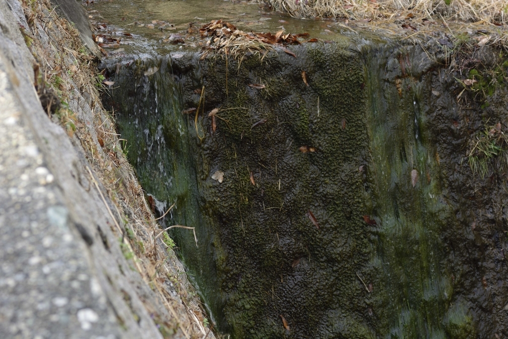 f:id:chicken0215:20190124115743j:plain f:id:chicken0215:20190124115743j:plain