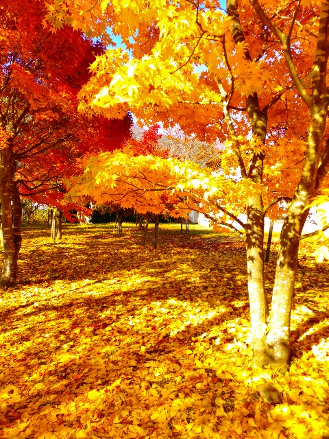 f:id:chickeychii:20221123210926j:image f:id:chickeychii:20221123210926j:image