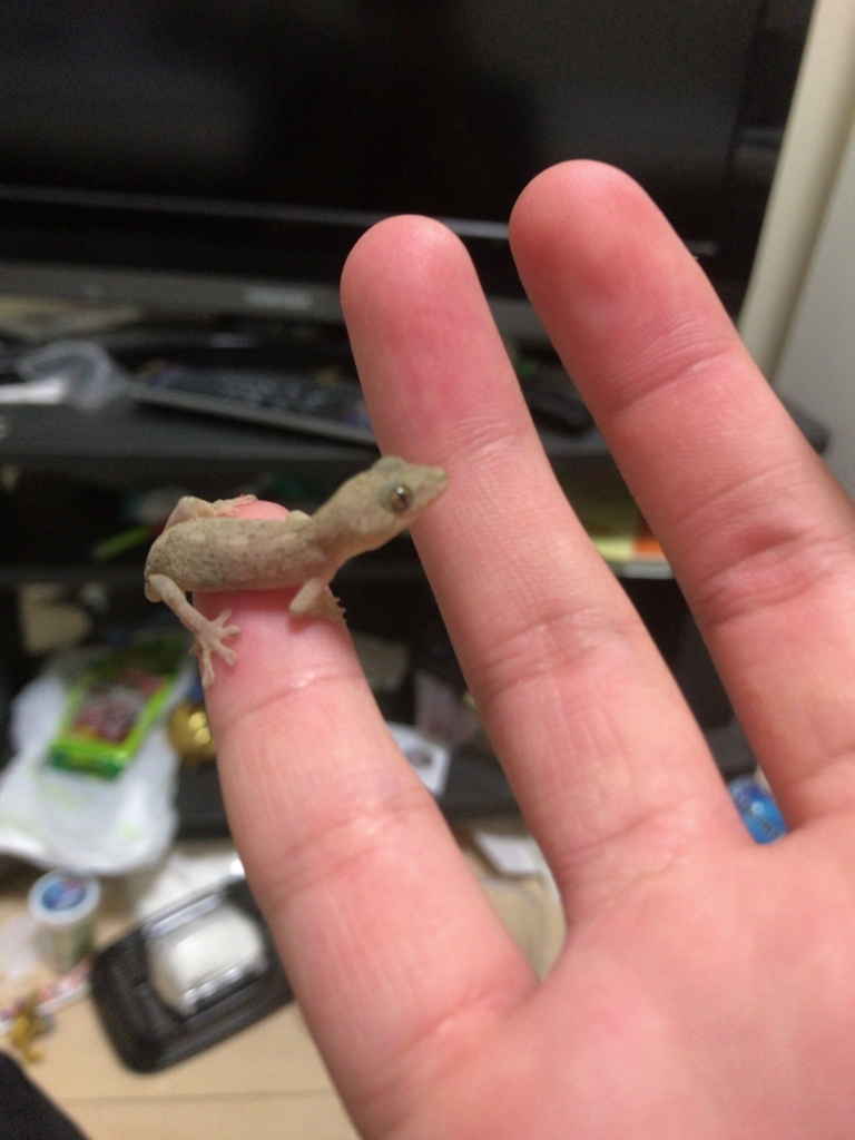 f:id:chicktan:20180603235646j:plain