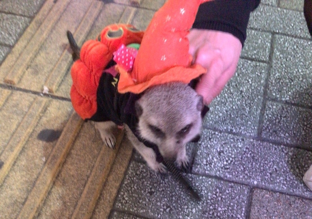 f:id:chicktan:20181103132110j:plain