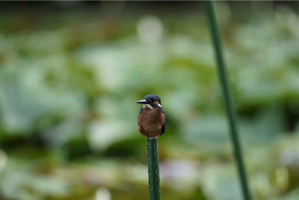 f:id:chidorimemo:20240619052612j:image