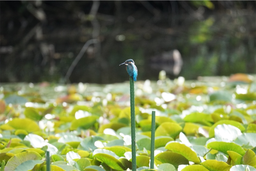 f:id:chidorimemo:20240619052614j:image