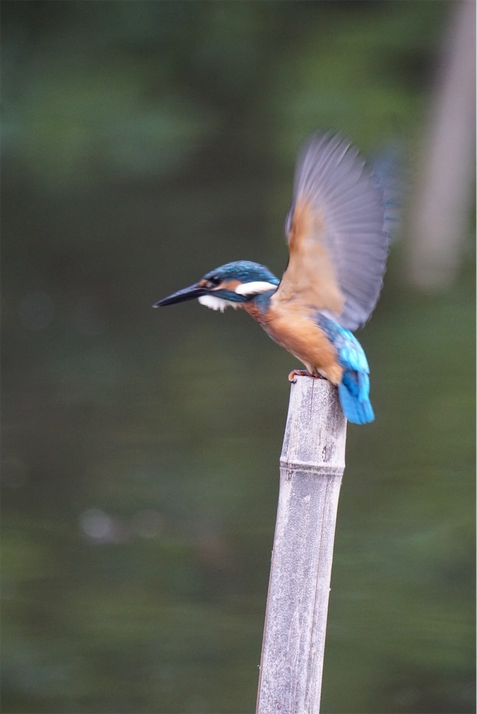 f:id:chidorimemo:20240619053307j:image