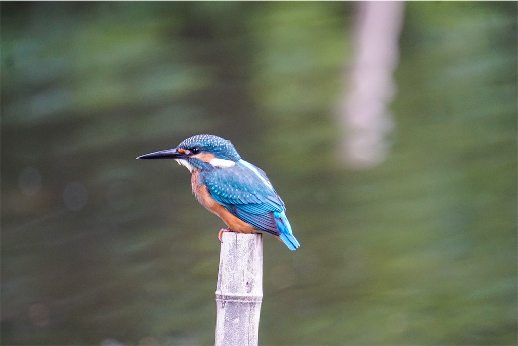 f:id:chidorimemo:20240619053312j:image