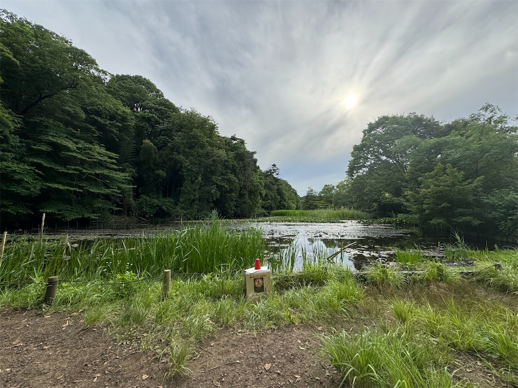 f:id:chidorimemo:20240619053619j:image